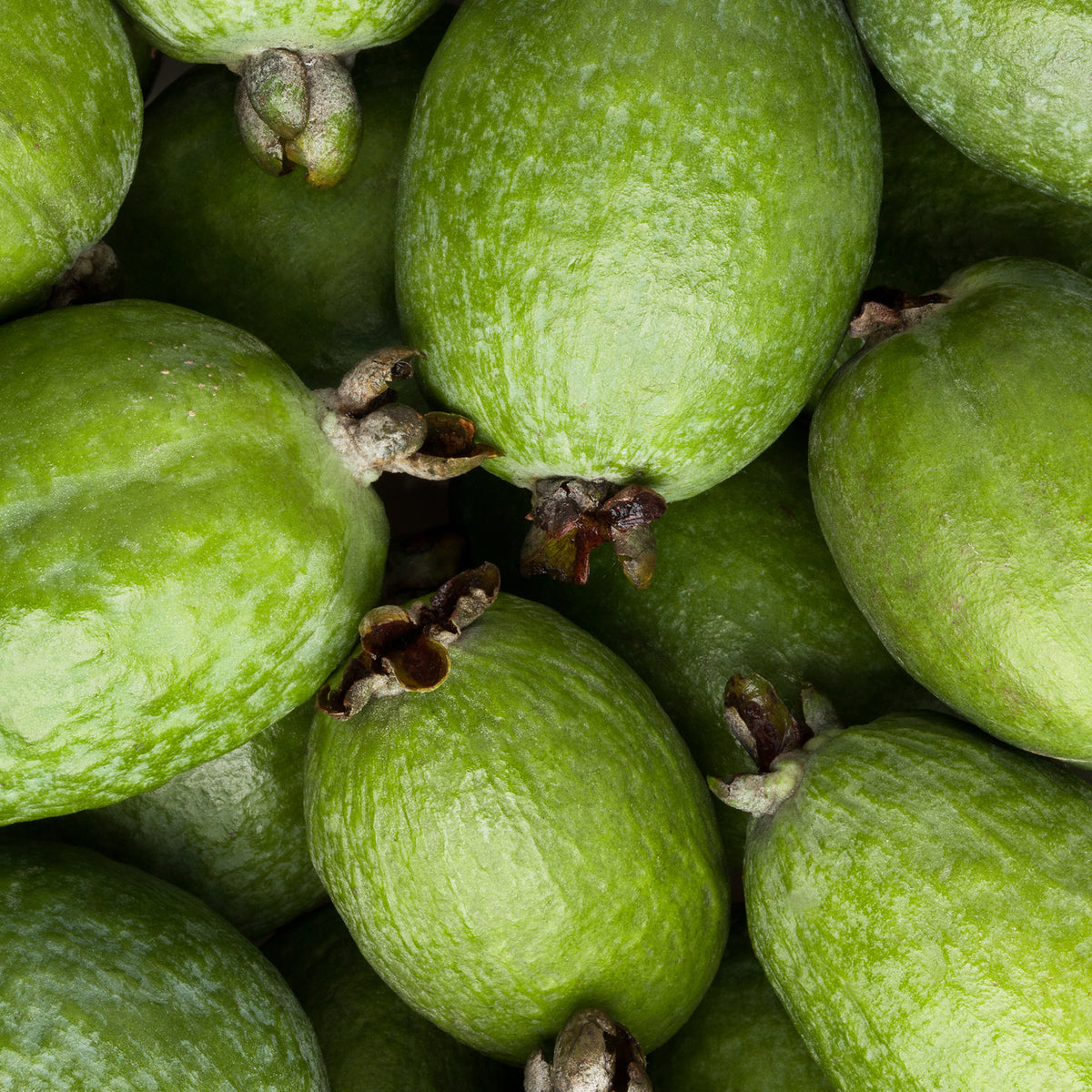 Close-up of a pile of whole green feijoas